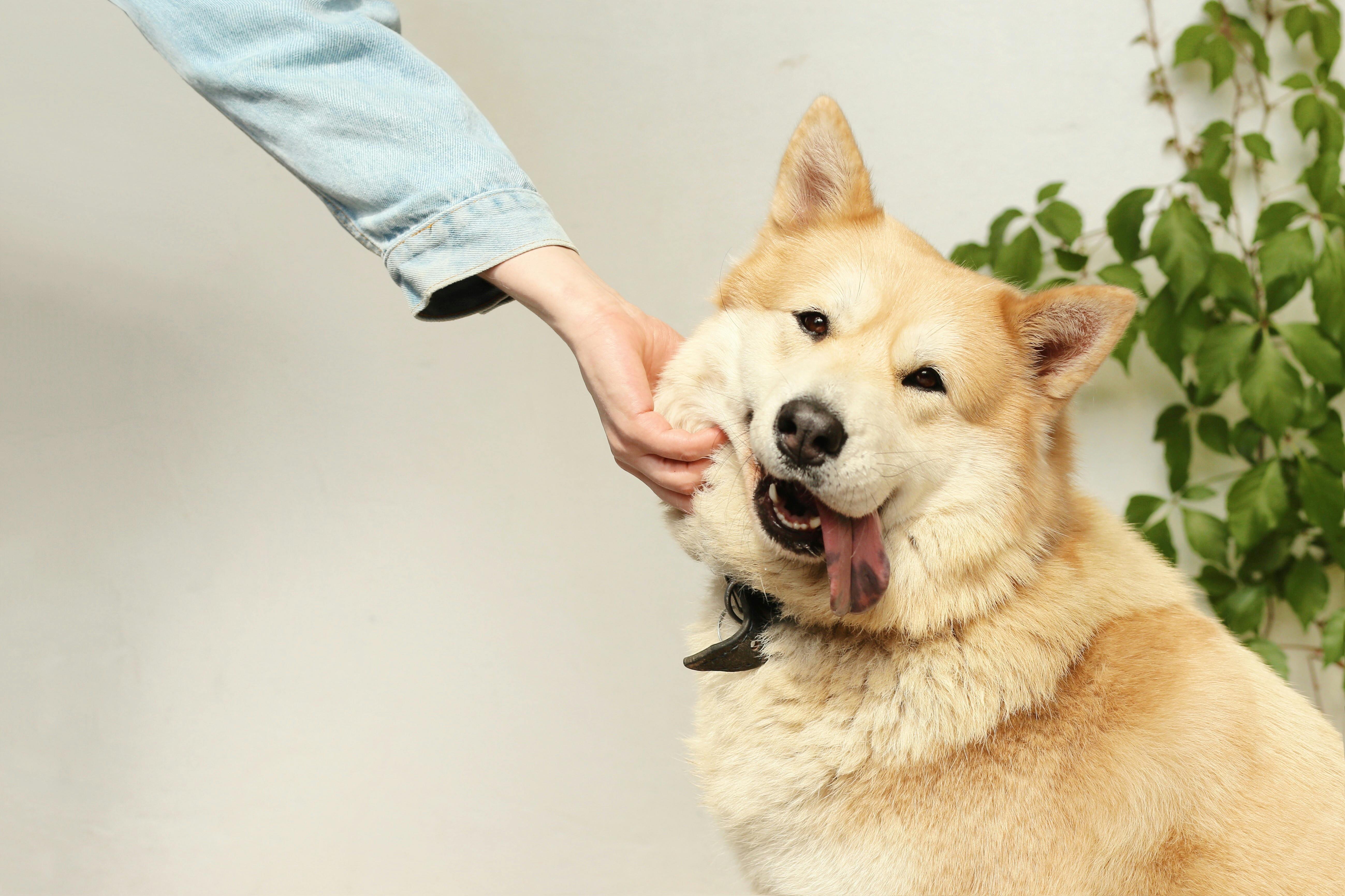 Pet Insurance Growth and Safety: Trends, Partnerships, and Travel Risks