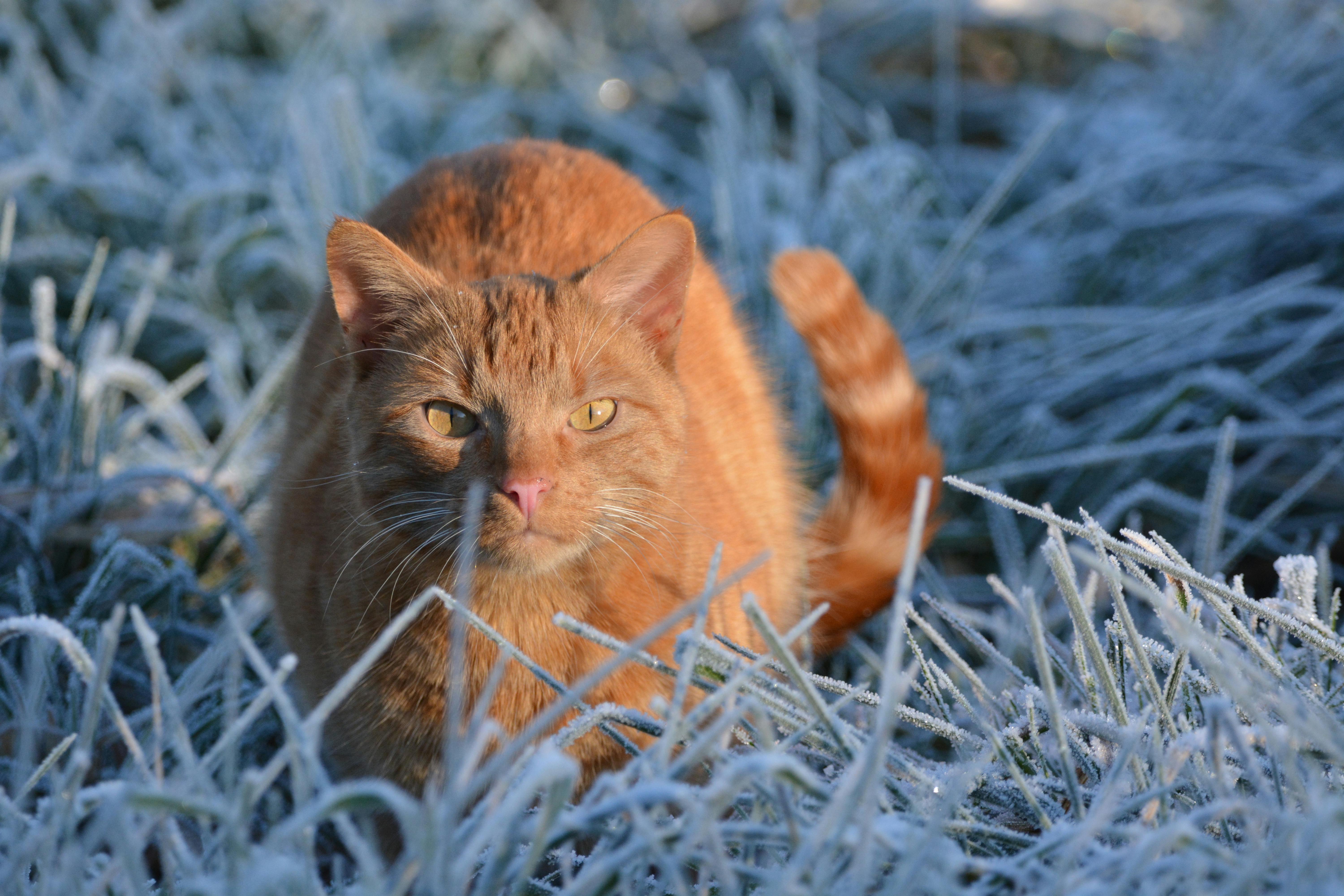 Pet Insurance Market Developments: Coverage, Regulation, and Consumer Access