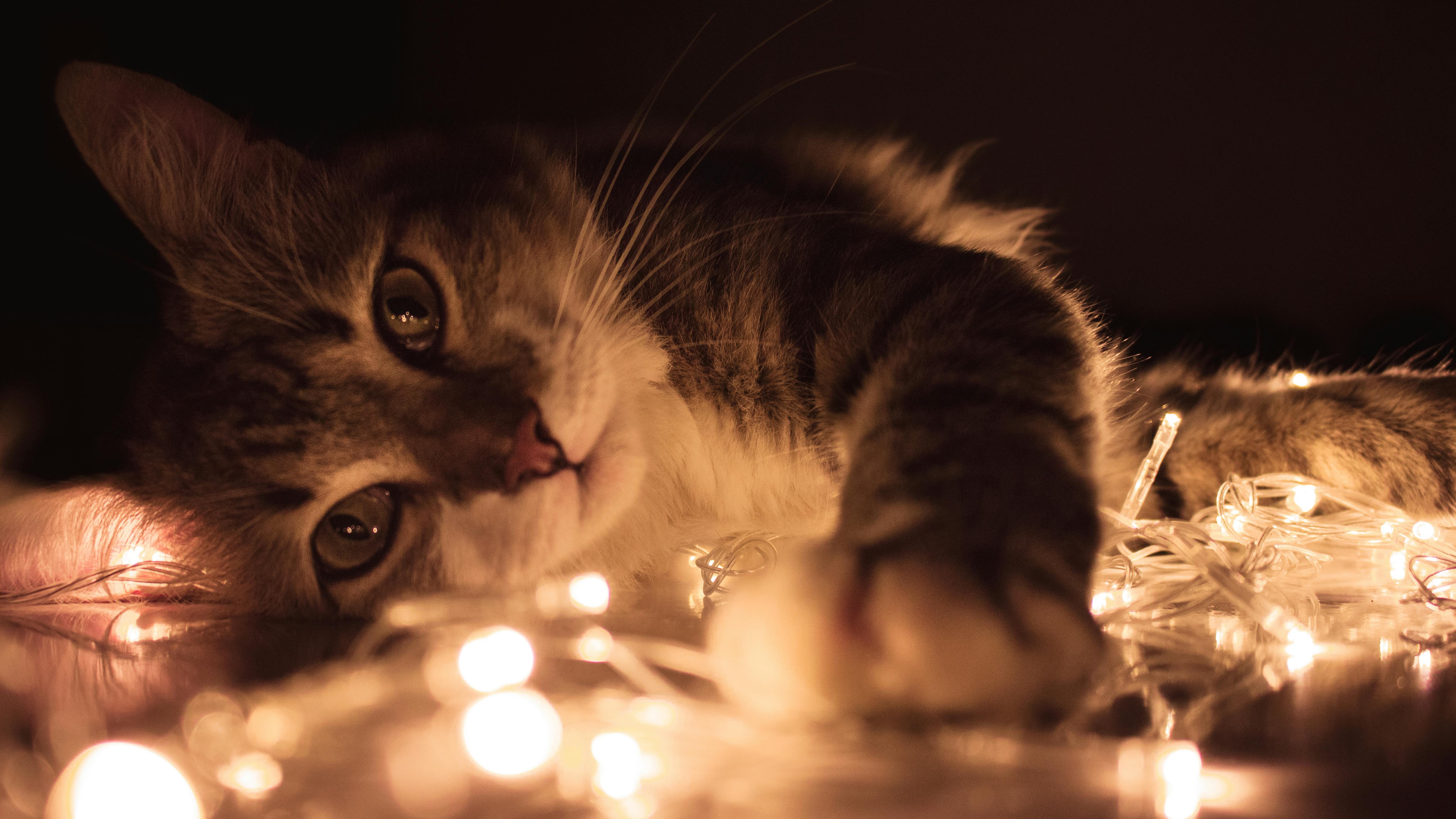 Advances and Innovations in Pet Insurance