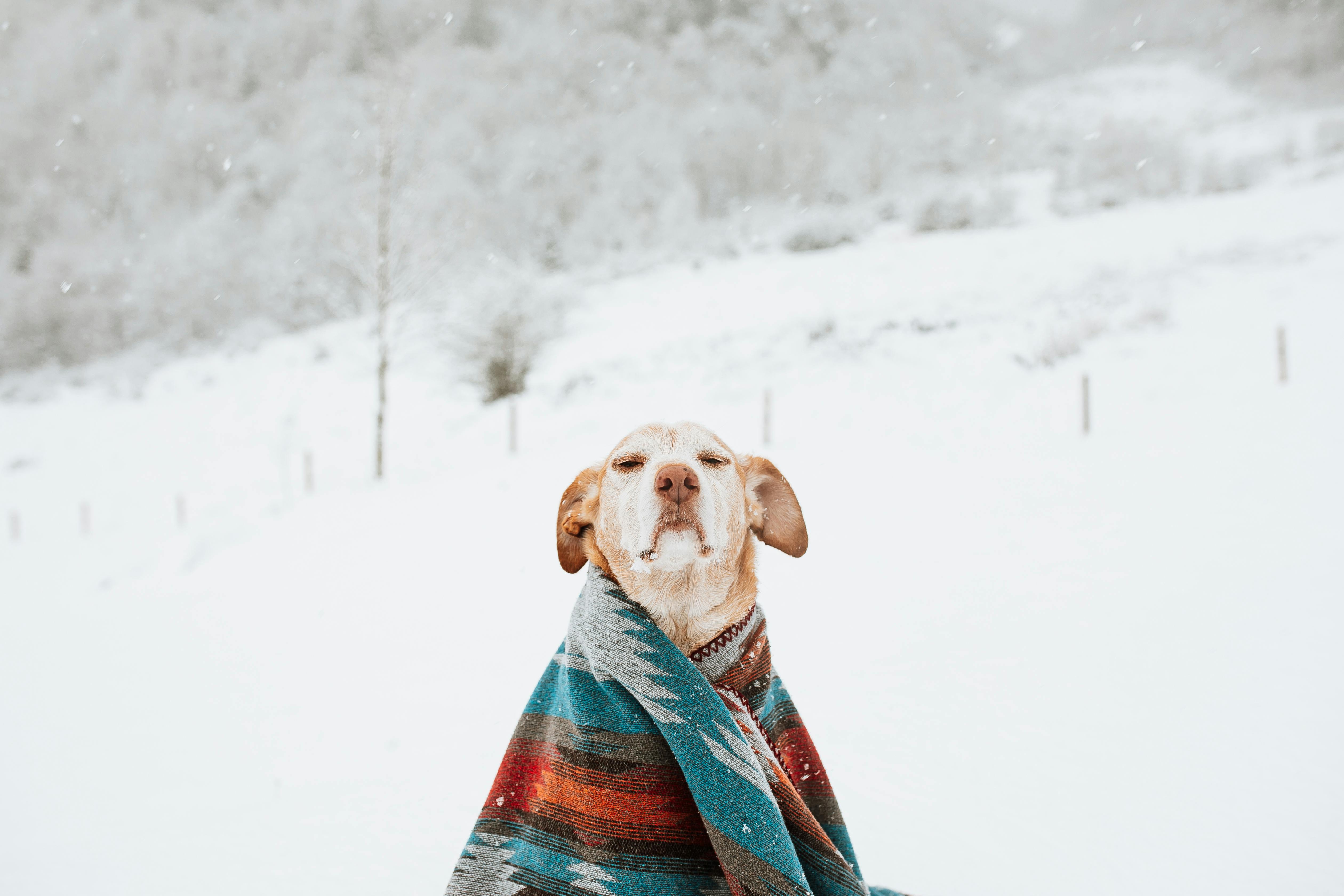 Pet Insurance and Animal Welfare News Pet Insurance and Animal Welfare News
