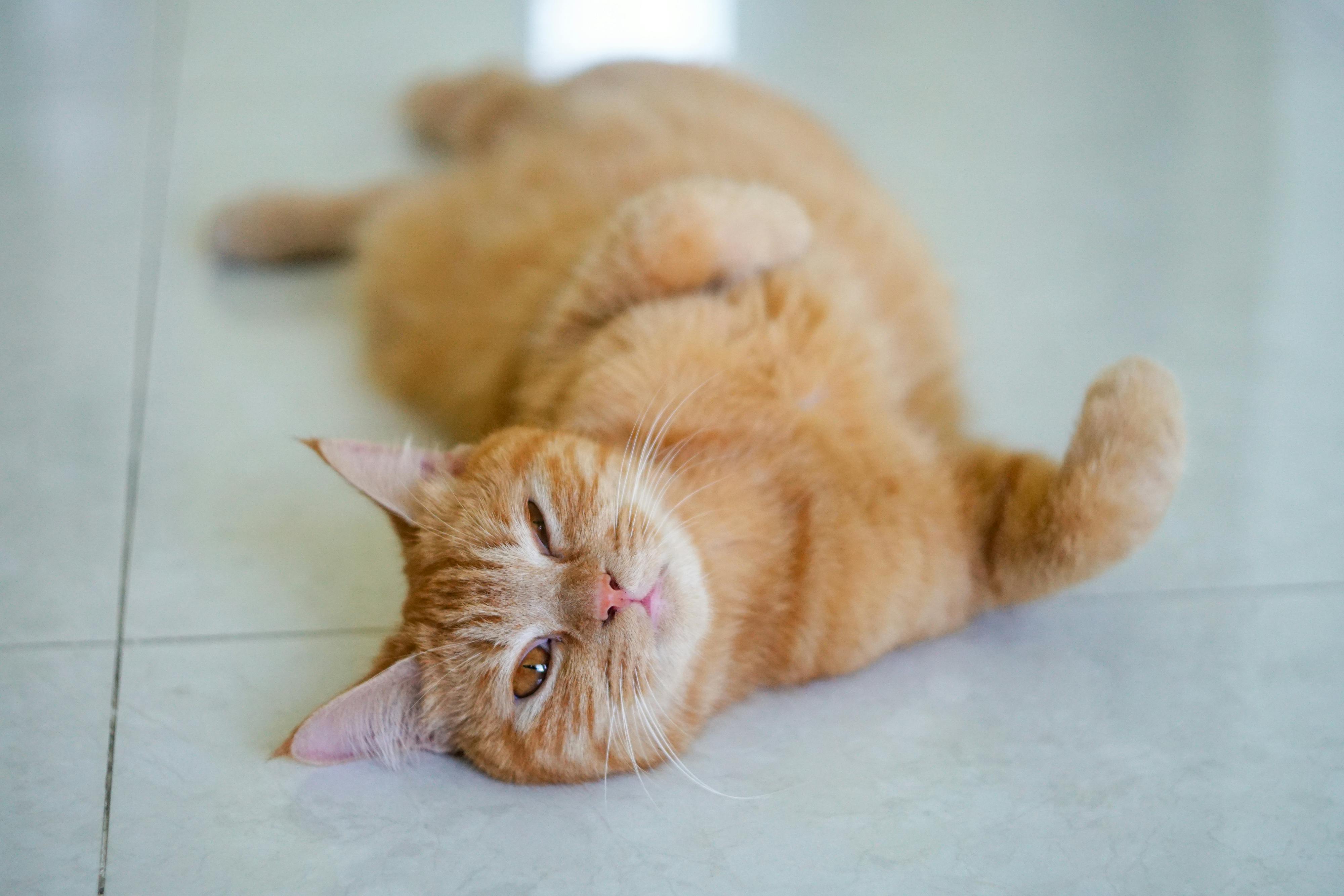 Pet Health in Focus: Innovation, Insurance Expansion, and Cost Awareness Pet Health in Focus: Innovation, Insurance Expansion, and Cost Awareness