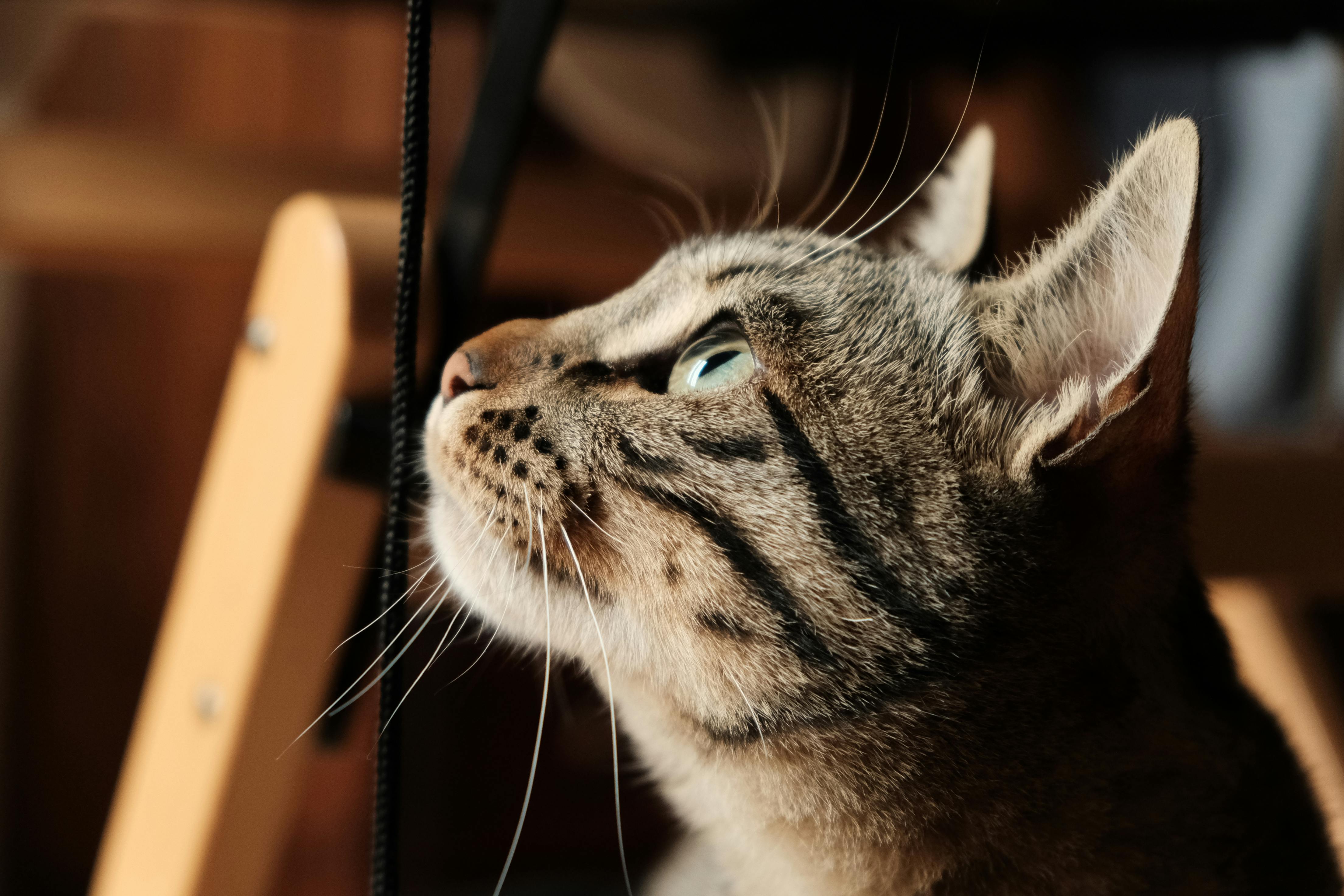 Pet Insurance Claims and Cost Trends
