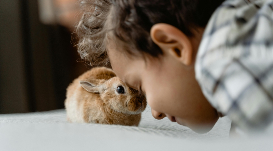 Pet Care and Insurance: Costs, Wellness Plans, and Preventive Health Pet Care and Insurance: Costs, Wellness Plans, and Preventive Health
