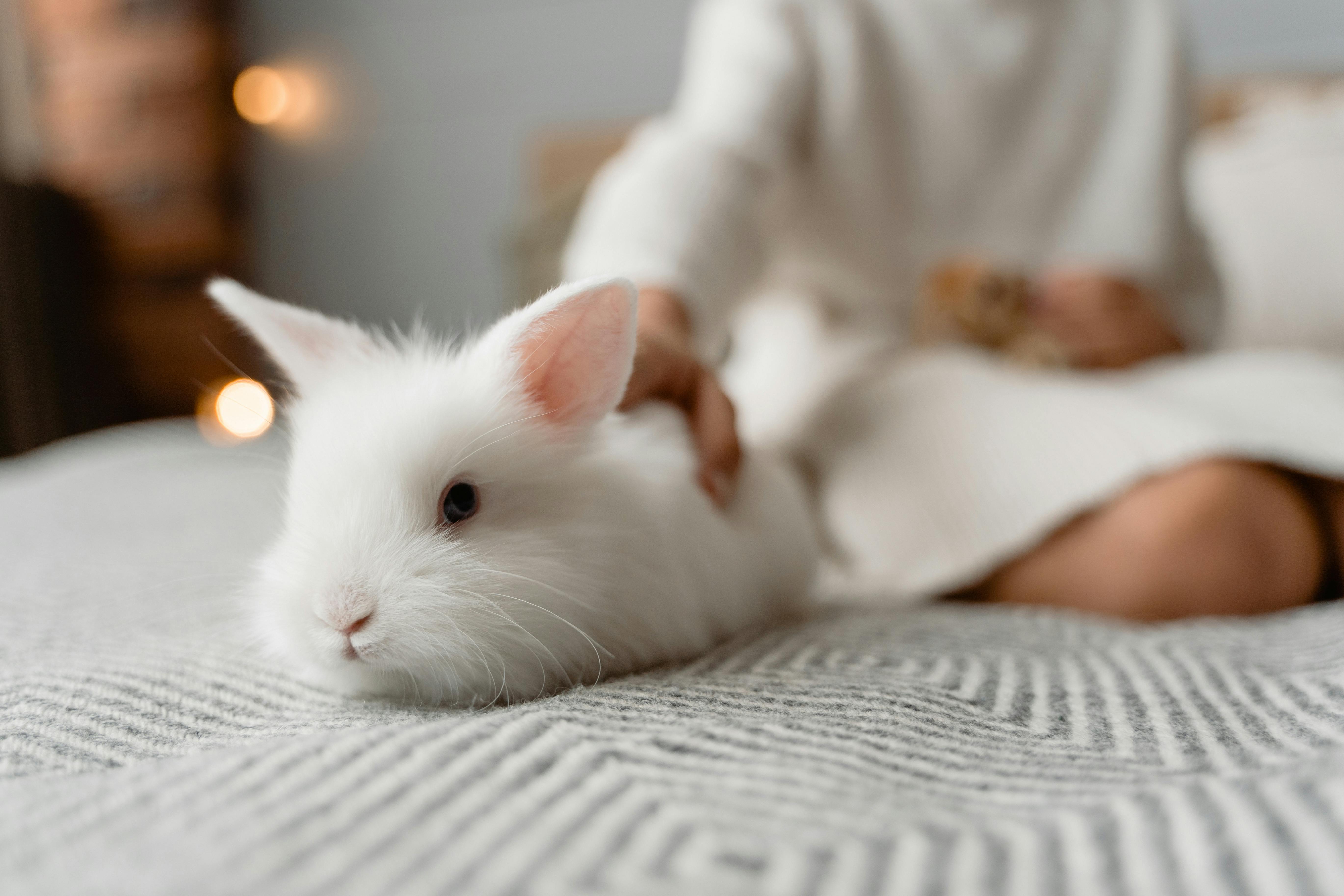 Pet Insurance Trends: Market Growth, Rising Costs, and AI-Driven Solutions Pet Insurance Trends: Market Growth, Rising Costs, and AI-Driven Solutions