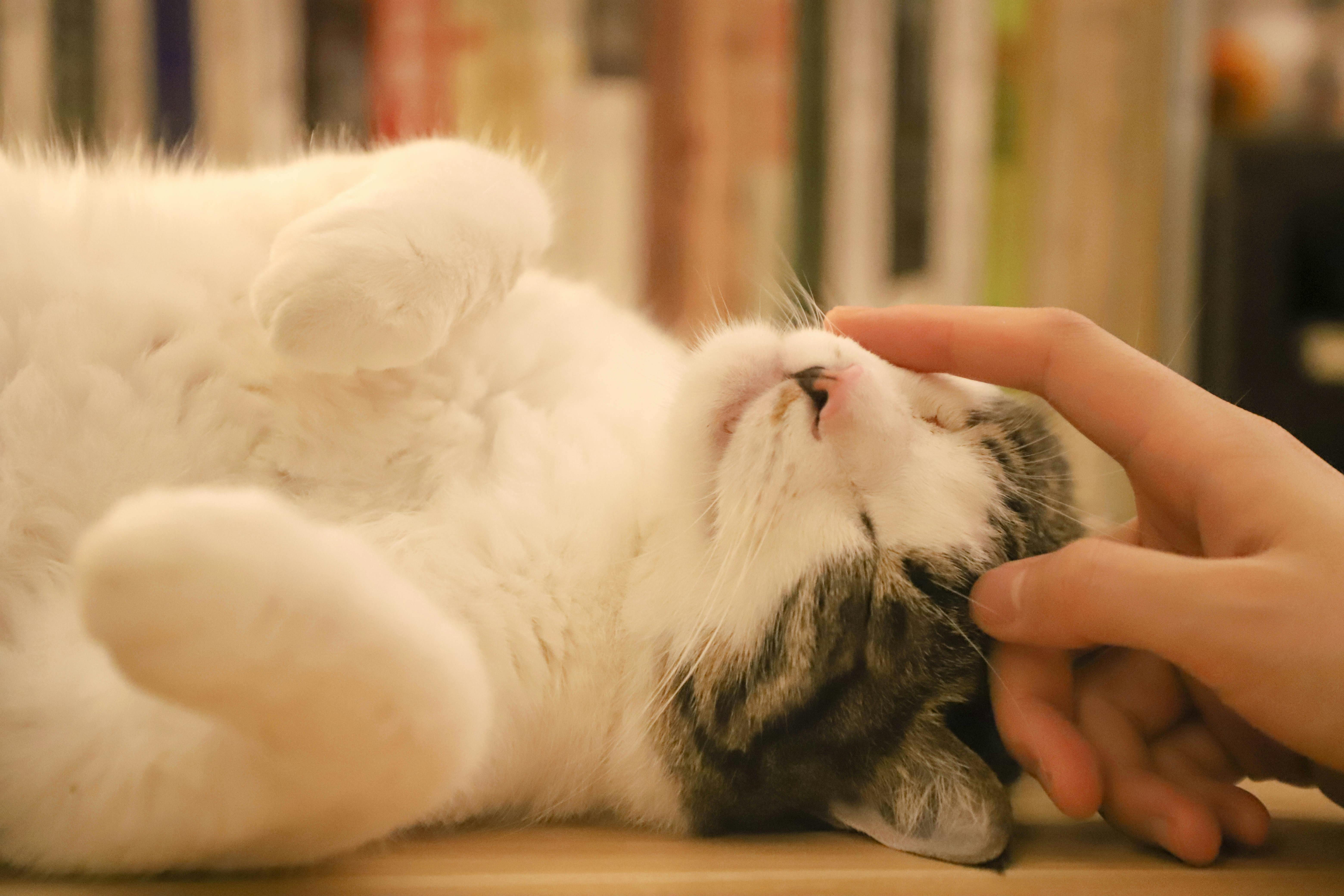 The Rising Cost of Pet Care: Insurance, Prevention, and New Challenges for Owners The Rising Cost of Pet Care: Insurance, Prevention, and New Challenges for Owners