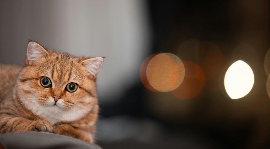 Pet Insurance & Ownership News Pet Insurance & Ownership News