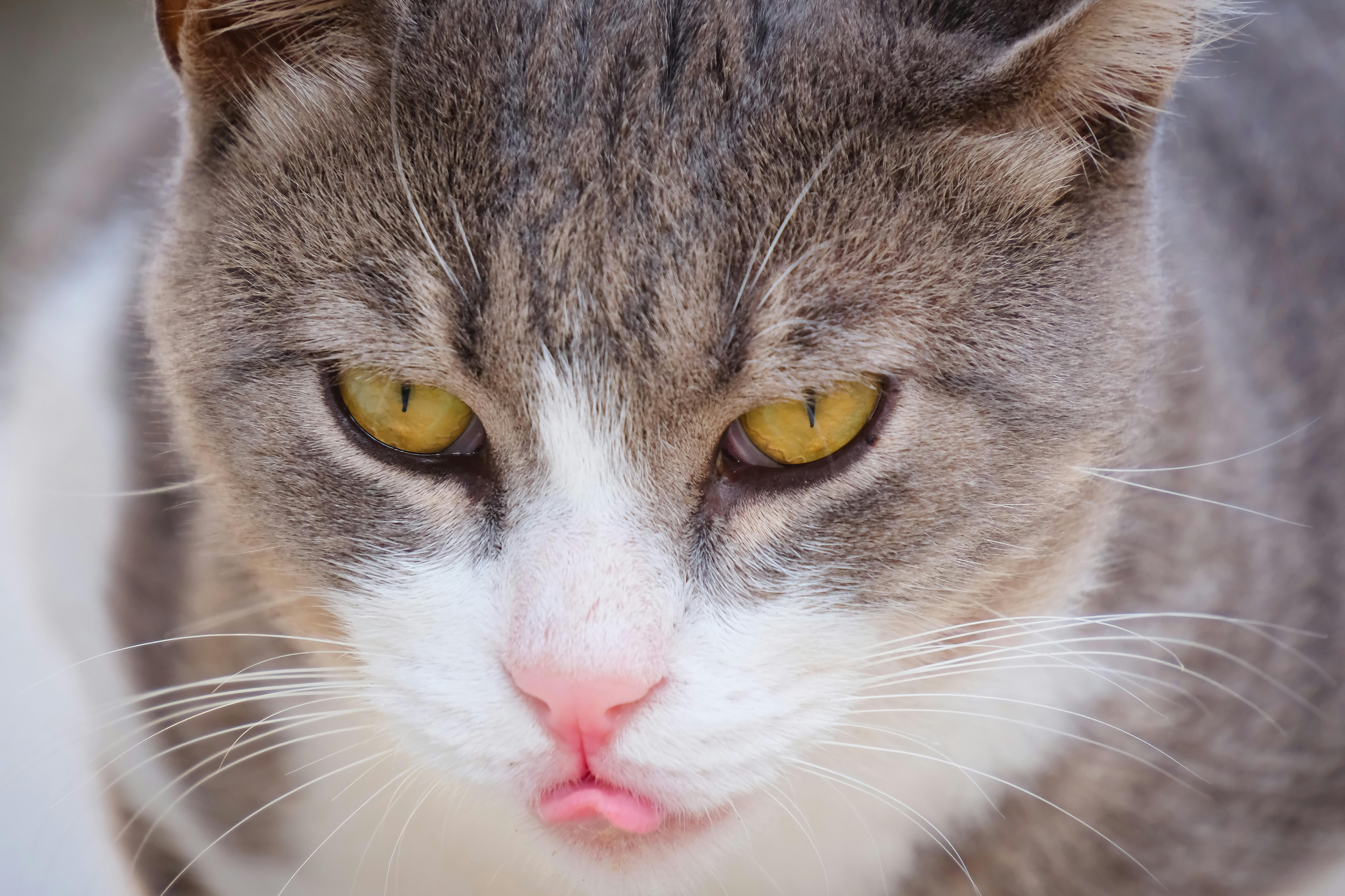 Trends, Costs, and Risks in Pet Insurance