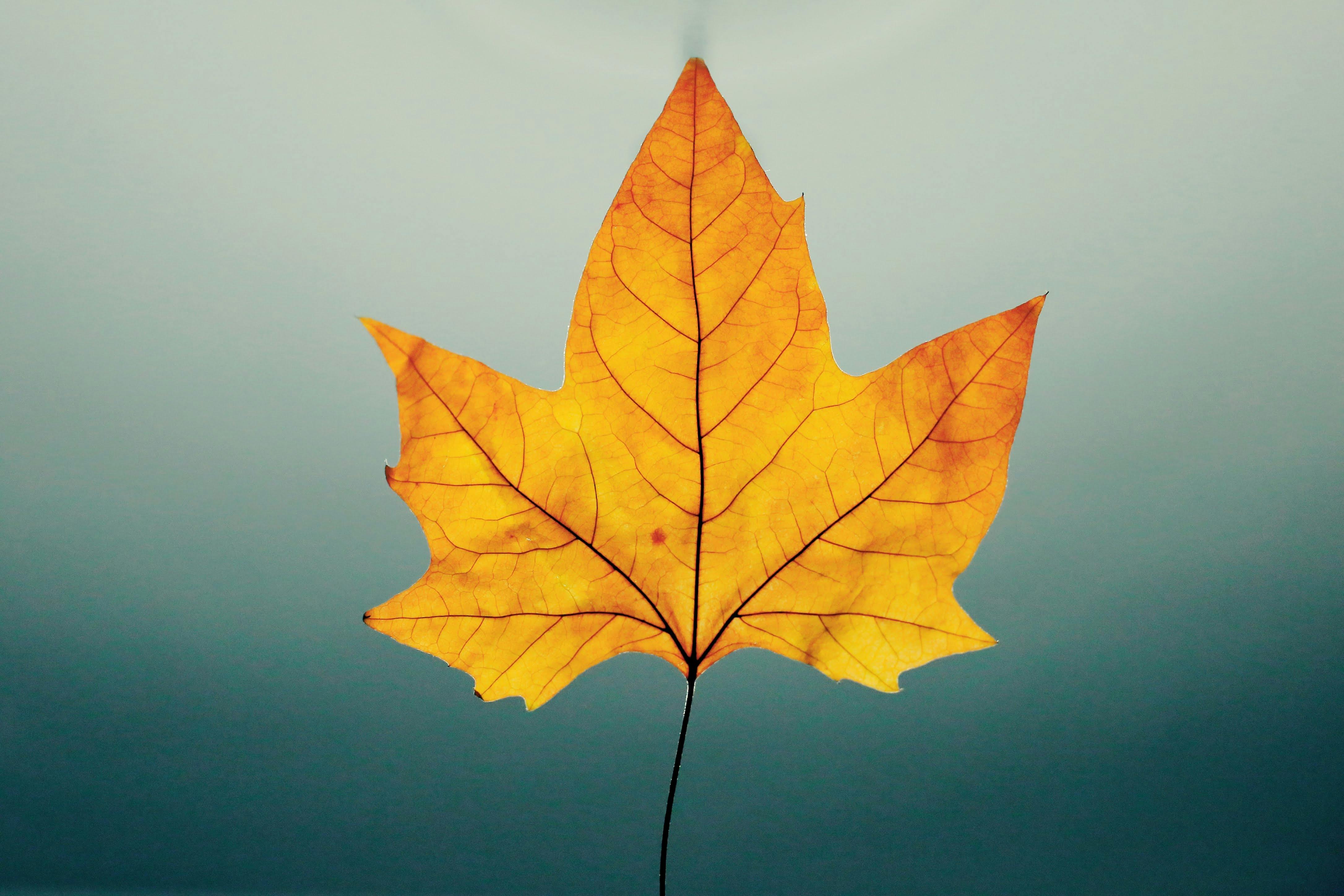 Strategic Shifts in Life Insurance: Fairfax and Malibu Life Reshape Portfolios Through Key Acquisitions Strategic Shifts in Life Insurance: Fairfax and Malibu Life Reshape Portfolios Through Key Acquisitions