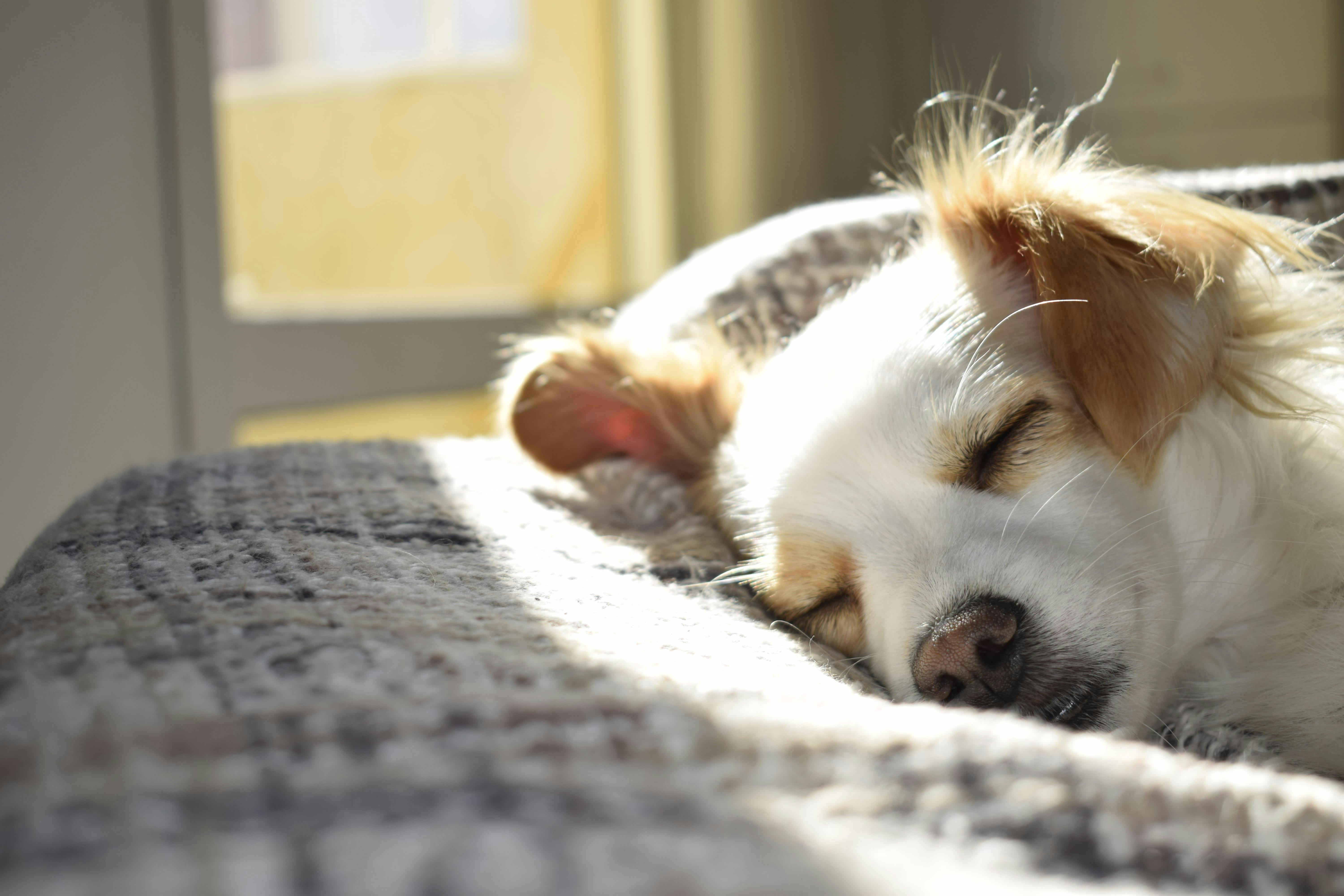 Pet Insurance Innovations: AI, Telehealth, and Affordability Challenges Pet Insurance Innovations: AI, Telehealth, and Affordability Challenges
