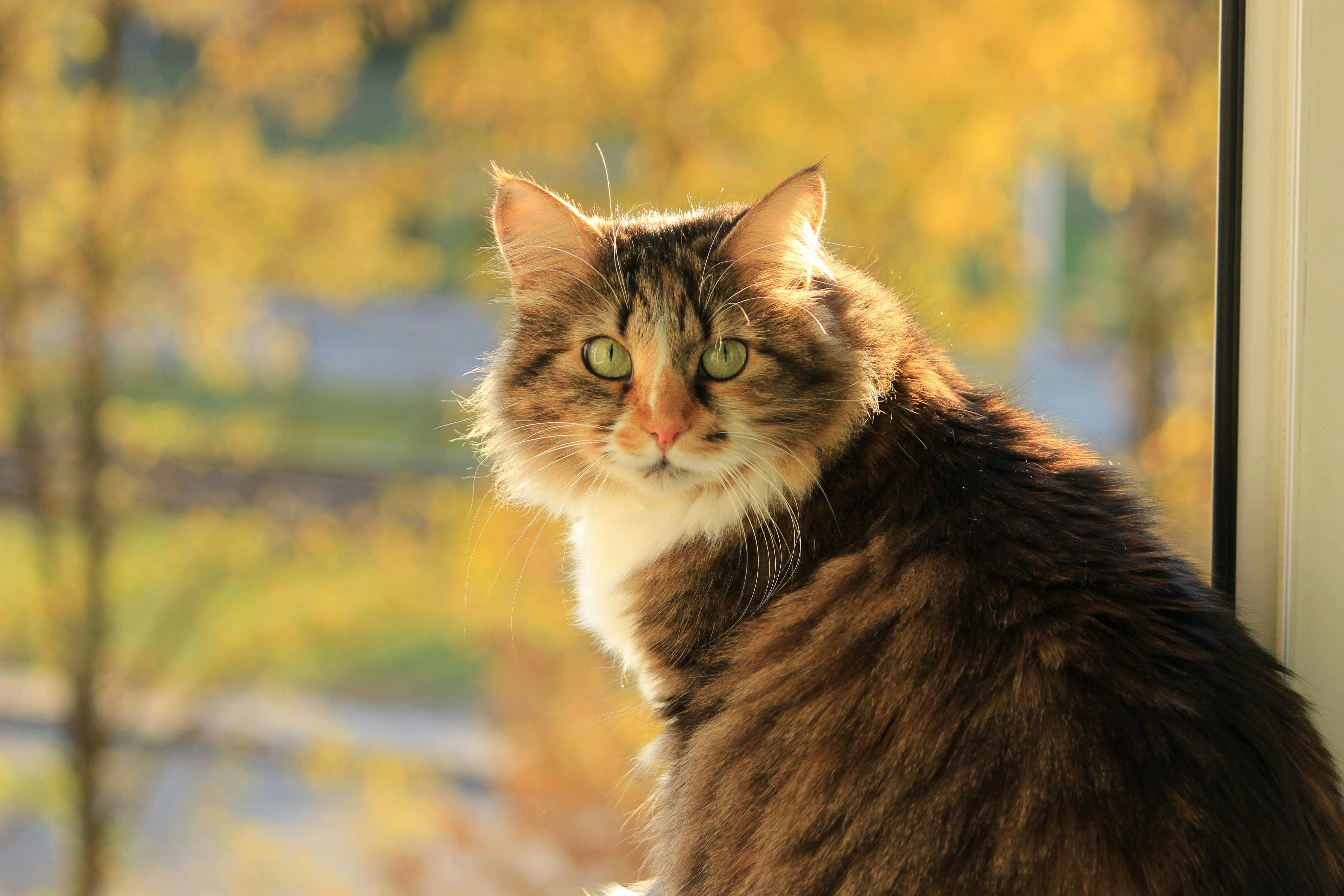 Pet Insurance, Liability Proposals, and Digital Veterinary Access