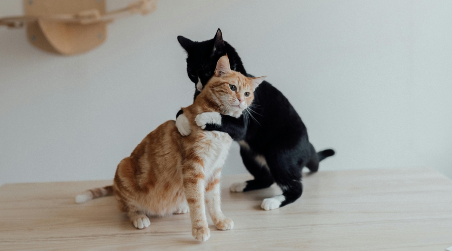 Pet Care & Insurance Roundup: Market Surges and AI Expansion