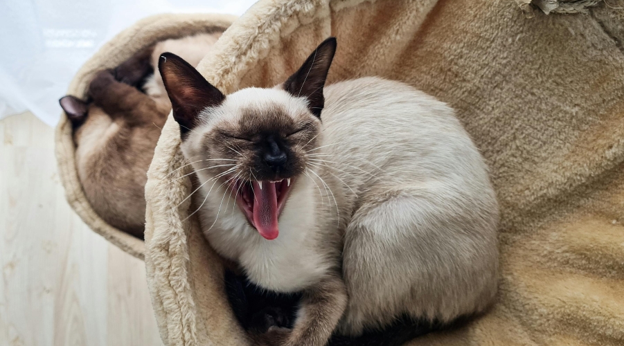 Pet Insurance Market Evolves: New Launches, Exits, and Rapid Growth