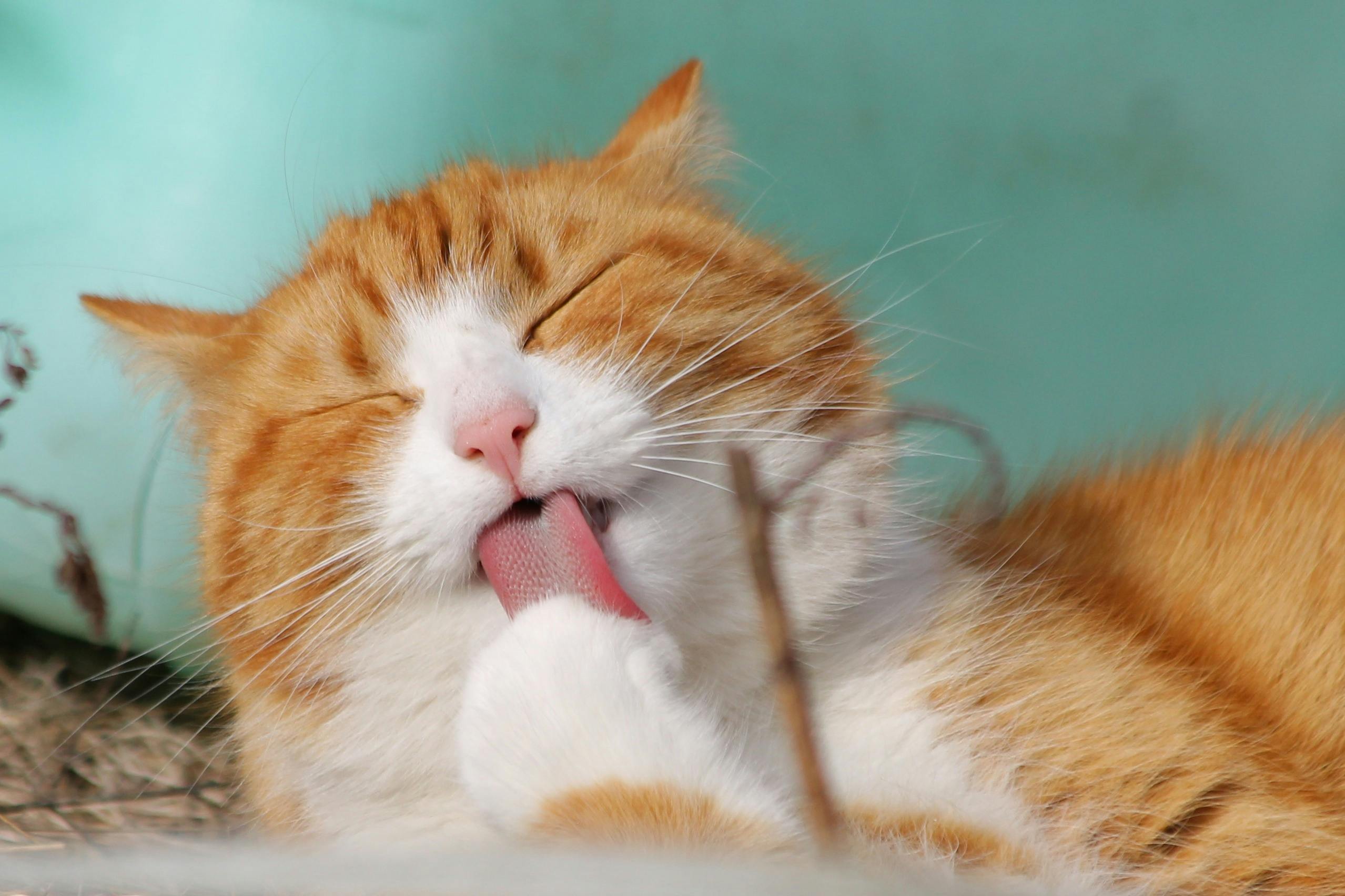 Pet Insurance Innovations and Ownership Debates