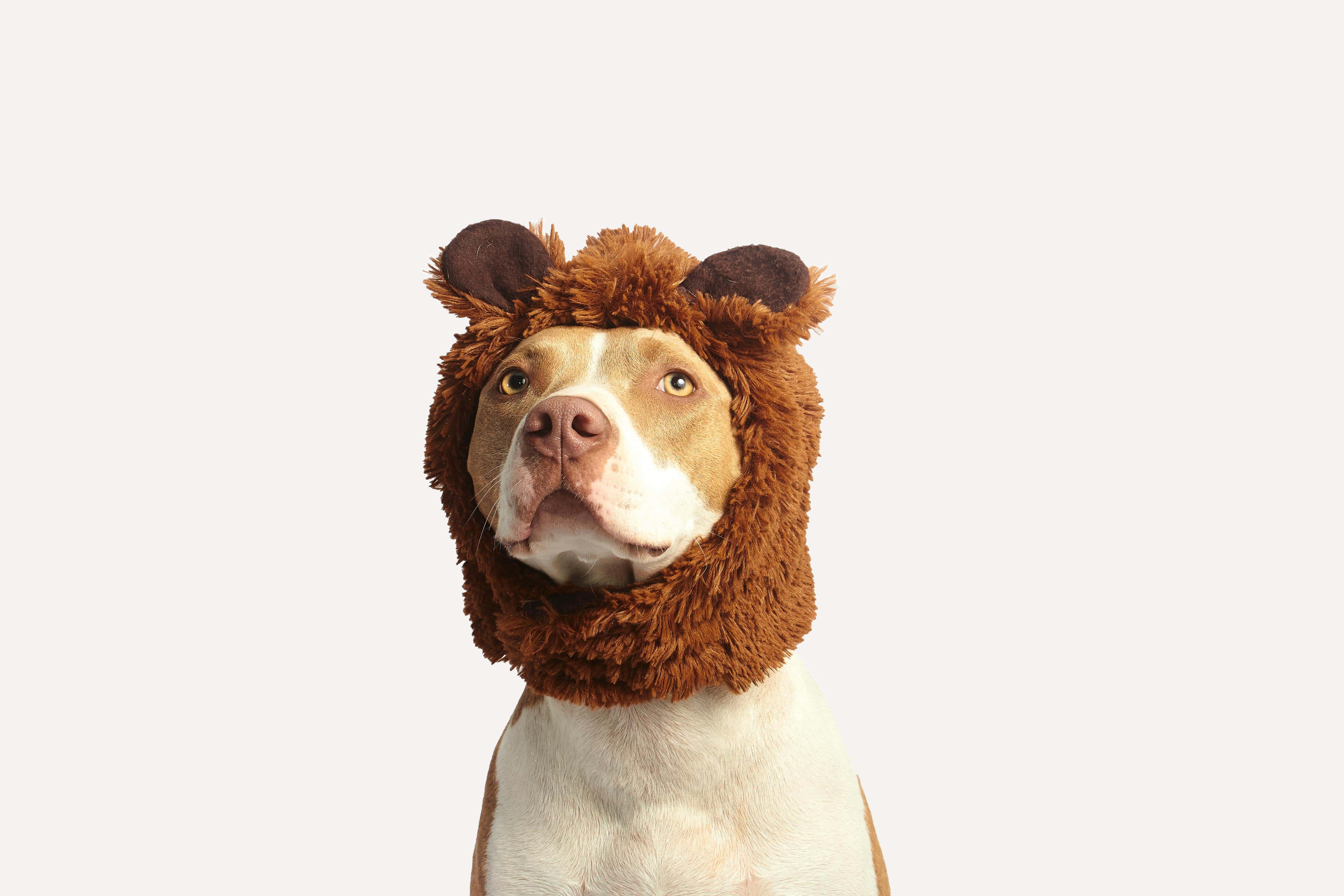 Transforming Pet Care: AI Tools, Legal Recognition, and Cost Standardization