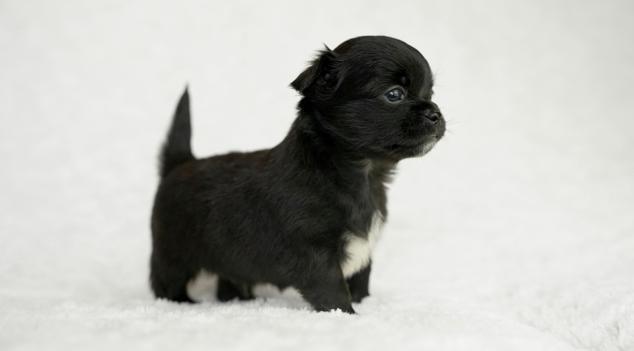 Caring for Pets: Coverage Growth and Chronic Condition Insights