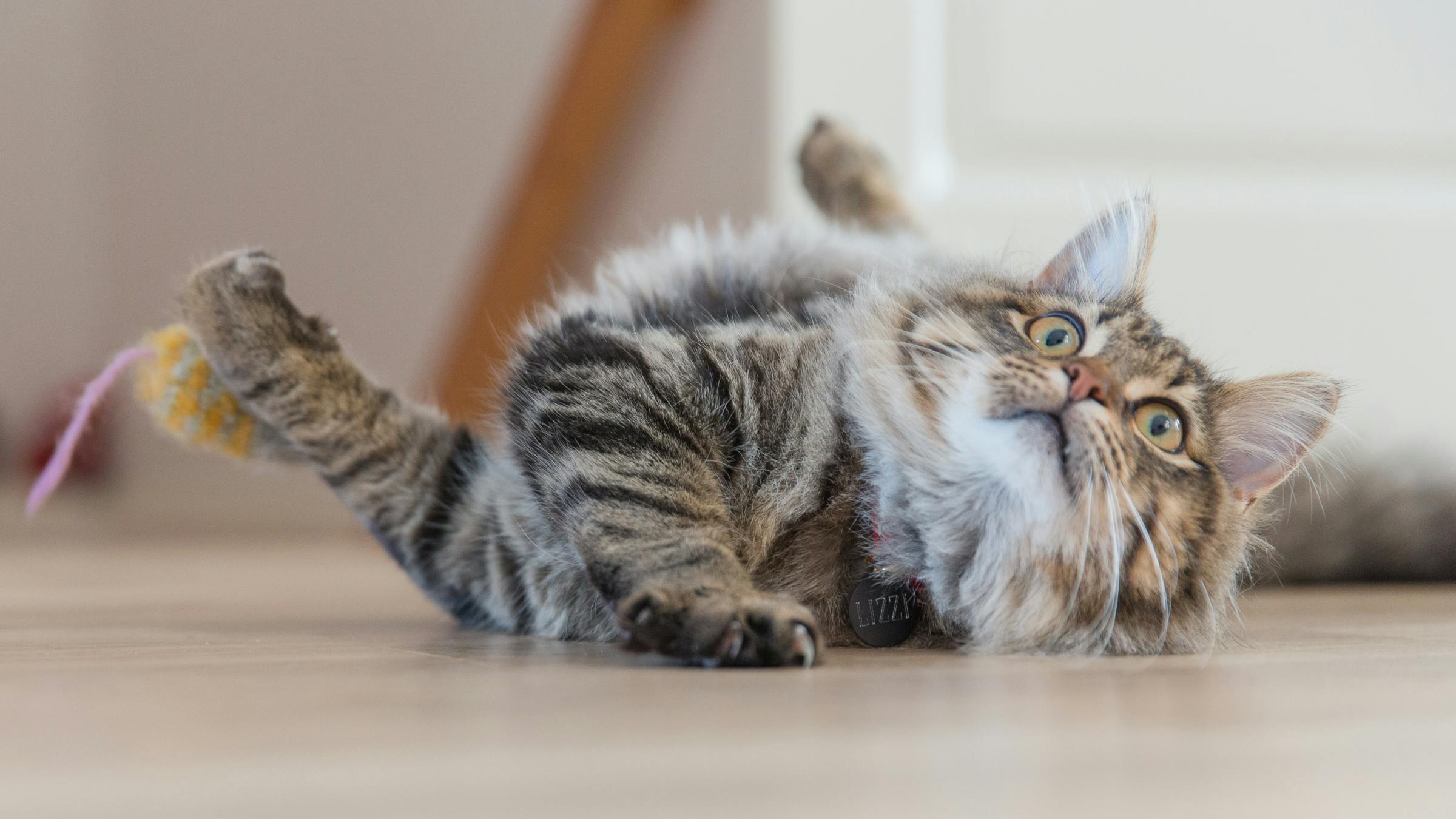 Pet Insurance Developments and Community Programs