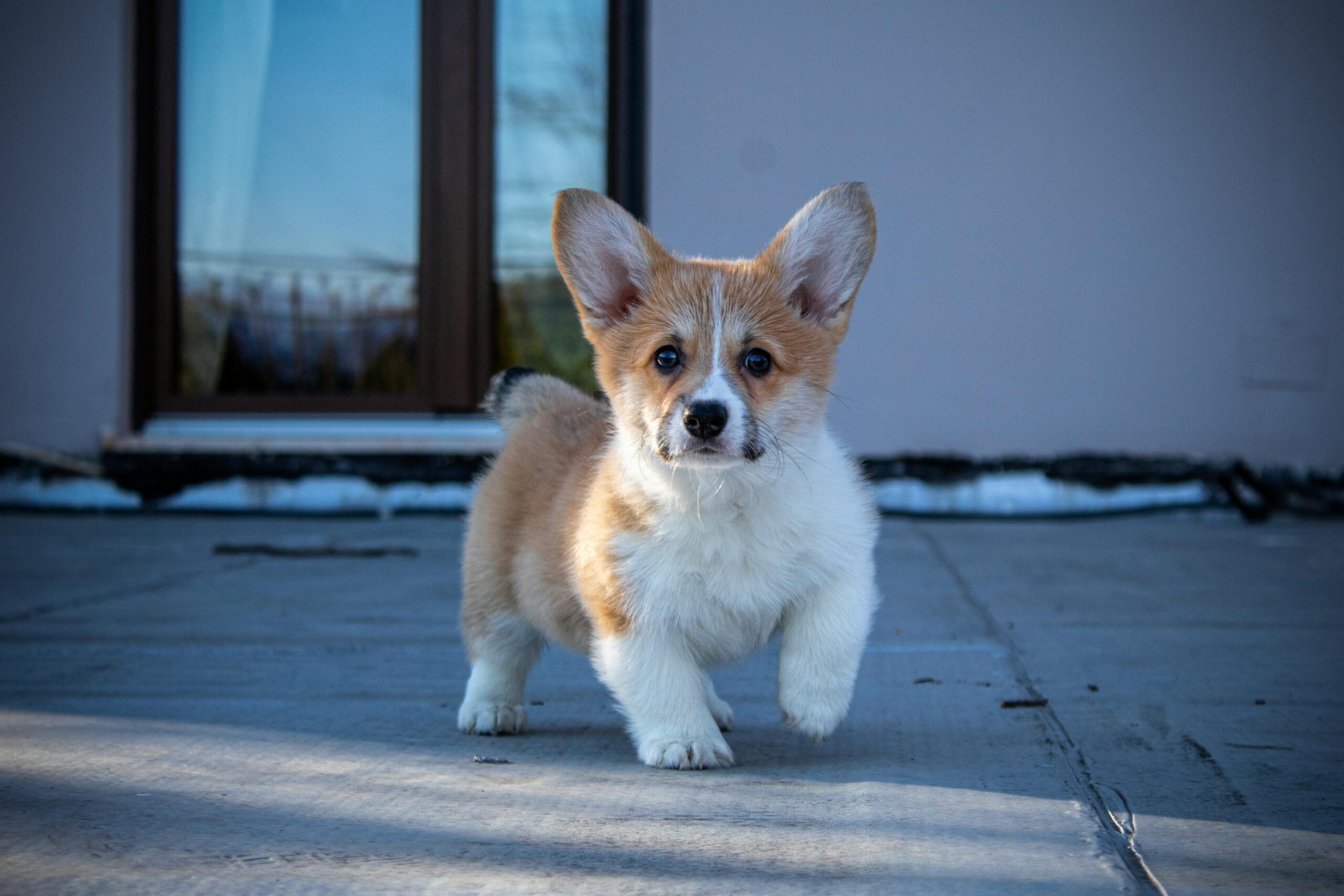 Pet Insurance Developments: Market Growth, New Launches, and Rate Changes